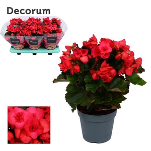 Begonia 14 cm Serena paars Decorum
