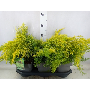 Juniperus pfitz. 'Gold Star'