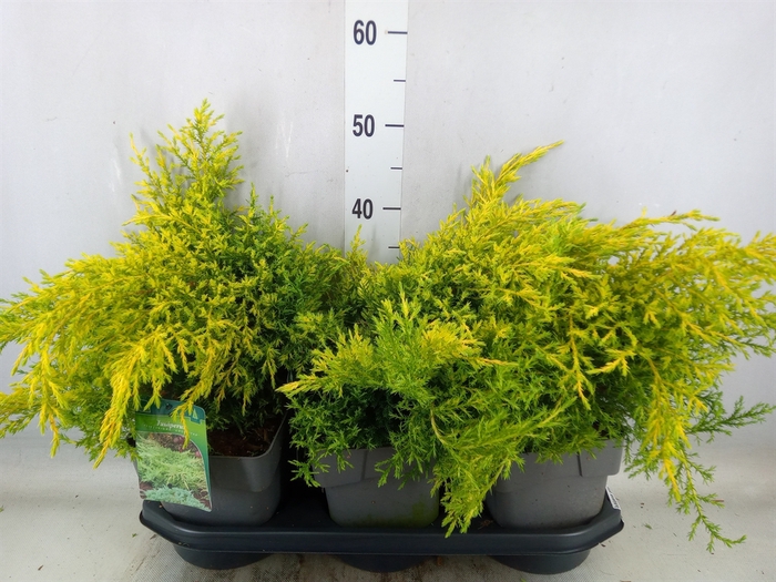 <h4>Juniperus pfitz. 'Gold Star'</h4>