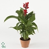 .Canna kreta
