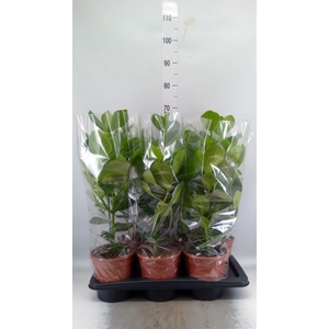 Clusia rosea 'Princess'