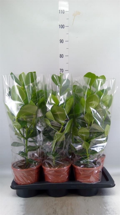 <h4>Clusia rosea 'Princess'</h4>