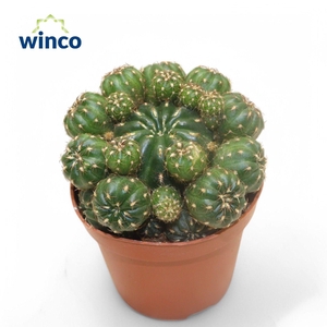 CACTUS OV