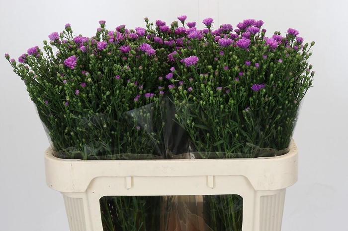 <h4>Aster Casarosa</h4>