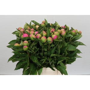 Paeonia Monsieur Jules Elie