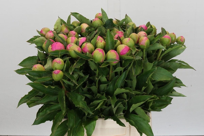 <h4>Paeonia Monsieur Jules Elie</h4>