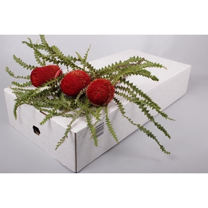 Banksia Speciosa Red