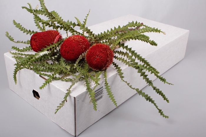 <h4>Banksia Speciosa Red</h4>