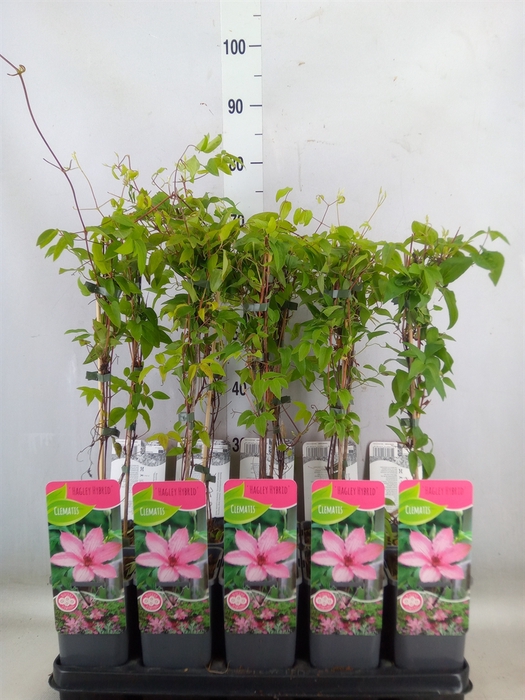 <h4>Clematis LL 'Hagley Hybrid'</h4>