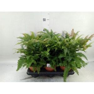 Adiantum hispi. 'Bronze Venus'