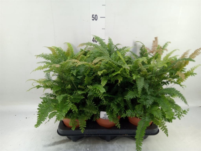 <h4>Adiantum hispi. 'Bronze Venus'</h4>