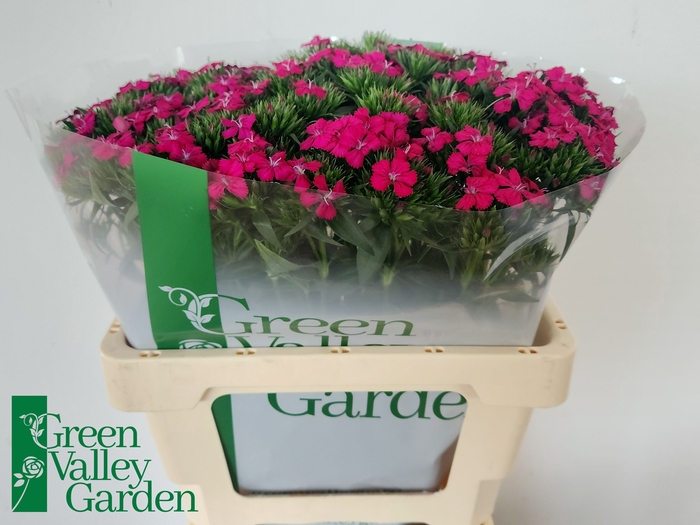 <h4>Di Barbatus Neon Cherry Green Valley</h4>