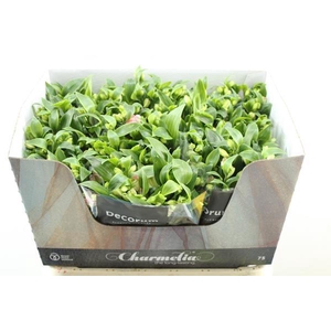 Alstr Fl Charmelia (rose)