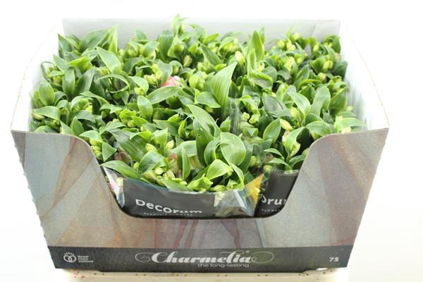 <h4>Alstr Fl Charmelia (rose)</h4>