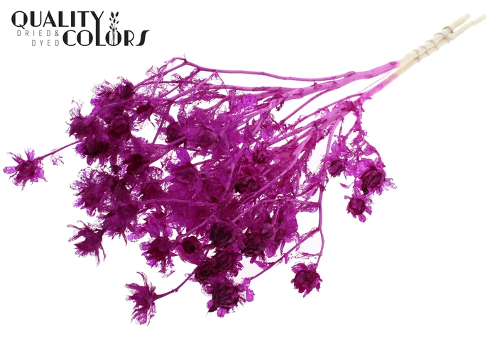 <h4>Carthamus per bunch Intense Lilac</h4>
