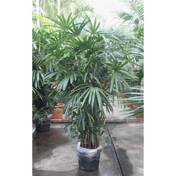 <h4>Rhapis excelsa</h4>