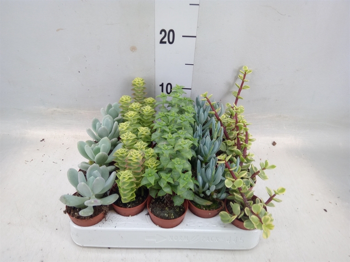 <h4>Succulents   ...mix 5</h4>