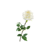 Rosa White
