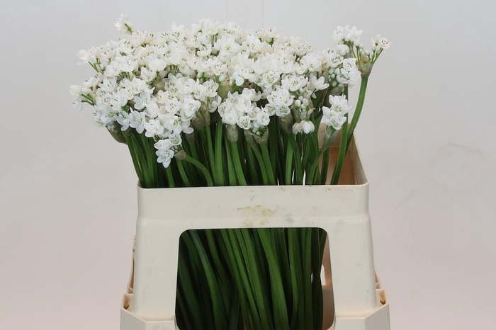 <h4>Allium Flocon</h4>