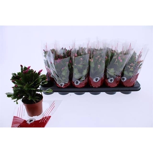 SCHLUMBERGERA MIX P9 25+