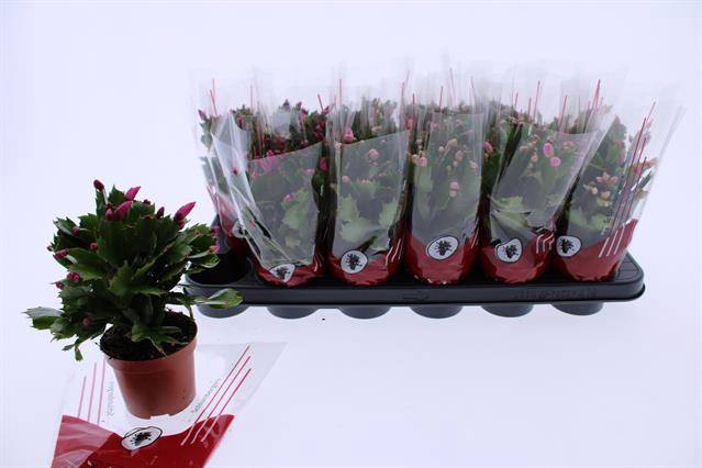 <h4>SCHLUMBERGERA MIX P9 25+</h4>