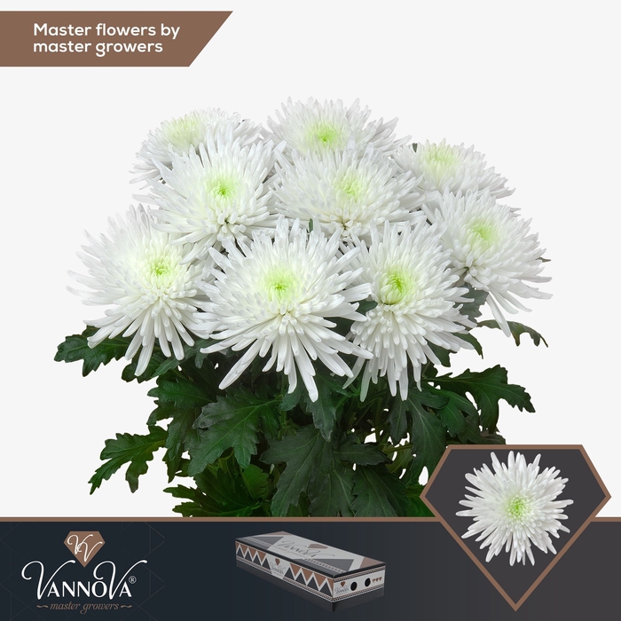 <h4>Chrysanten Chr G Topspin</h4>