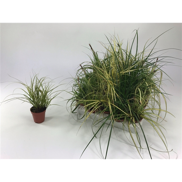 <h4>Carex mix p5,5</h4>