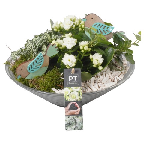 <h4>PTIG6808 Arrangementen kamerplanten</h4>