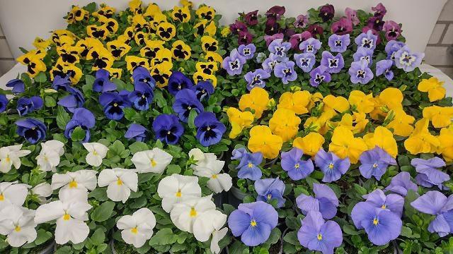 <h4>VIO F1 HYBR MIXK</h4>