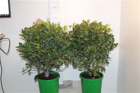 <h4>Lau Nobilis ** Bol 50cm **</h4>