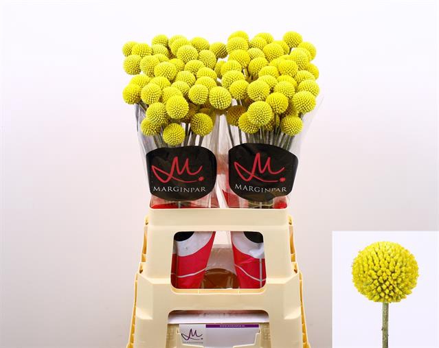 CRAS PAINT POP