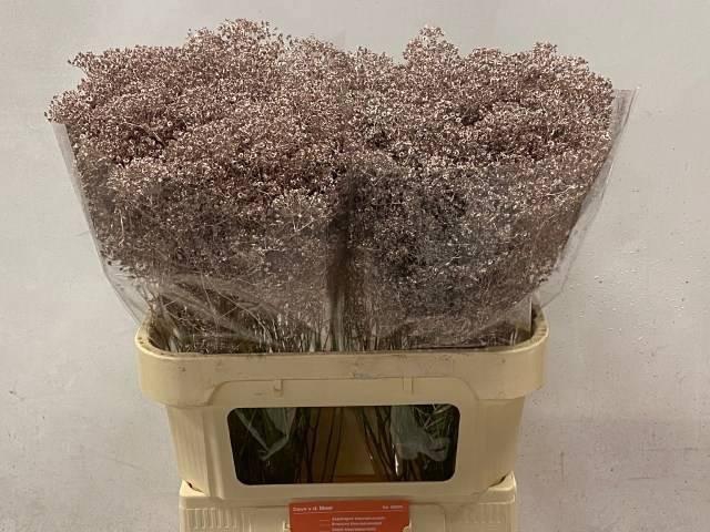 <h4>GYPS KLB H%</h4>