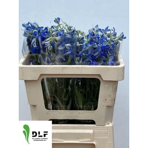 DELPH EN VOLKERFRIED