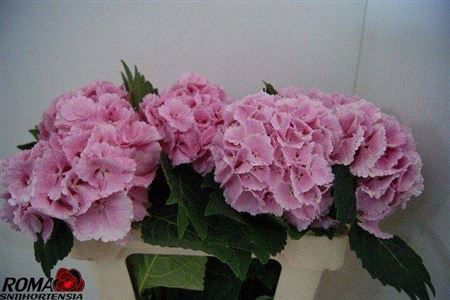 <h4>Hyd Lolly Pop Pink Pale</h4>