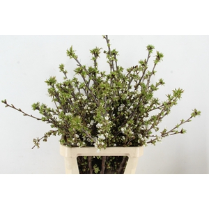 KERSENBLOESEM GROF EXTRA PER STEM 100CM