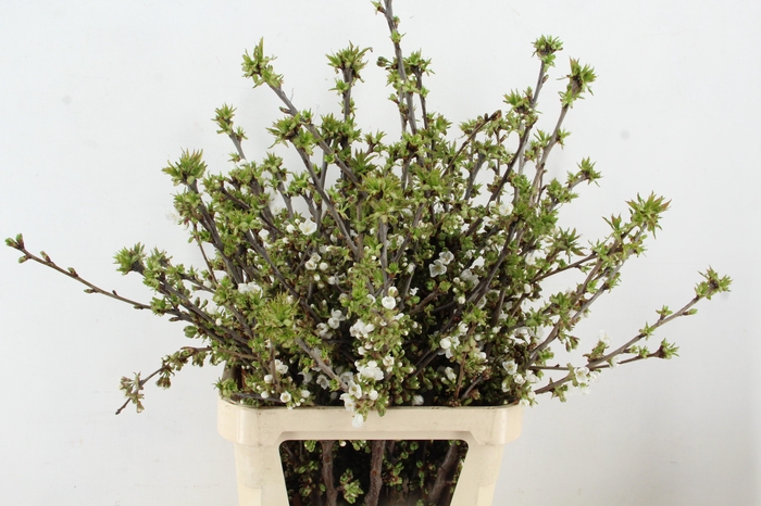 <h4>KERSENBLOESEM GROF EXTRA PER STEM 100CM</h4>