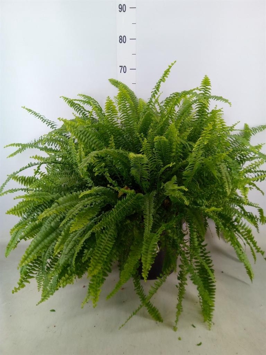 <h4>Nephrolepis exal. 'Green Lady'</h4>
