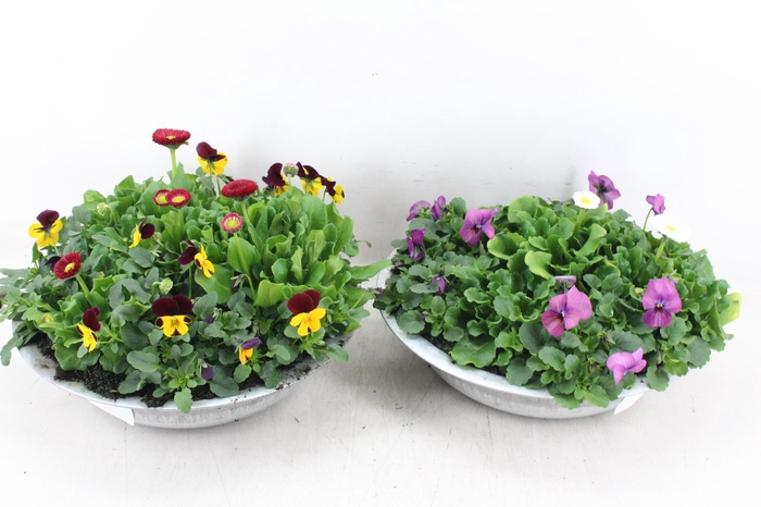 <h4>arr4 Outdoor CR - Viola bellis zink schaal</h4>