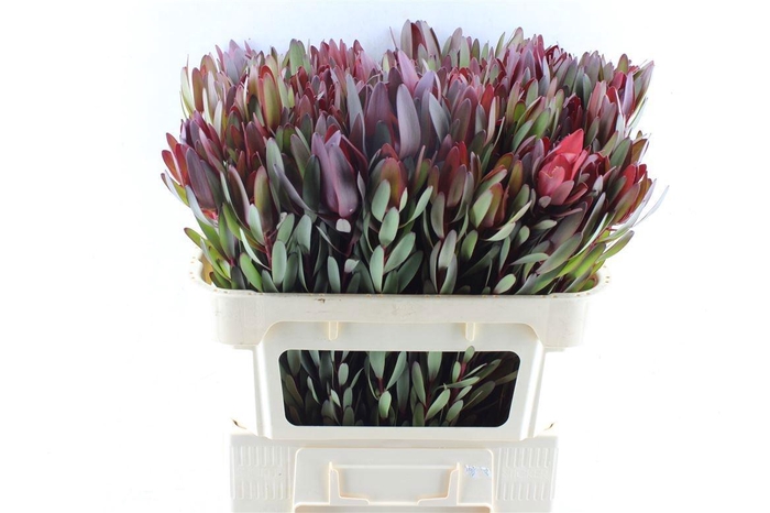 <h4>LEUCAD SAF SUNSET</h4>