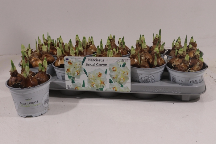 <h4>NARC D BRIDAL CROWN</h4>