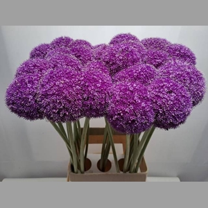 ALLIUM GIGANTEUM