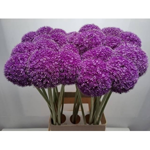 ALLIUM GIGANTEUM