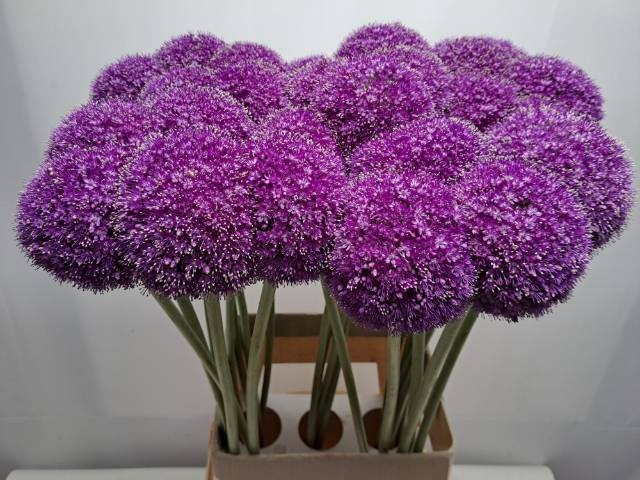 <h4>ALLIUM GIGANTEUM</h4>