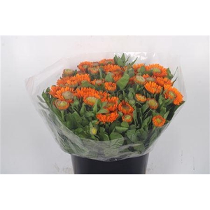 Calendula Oranje