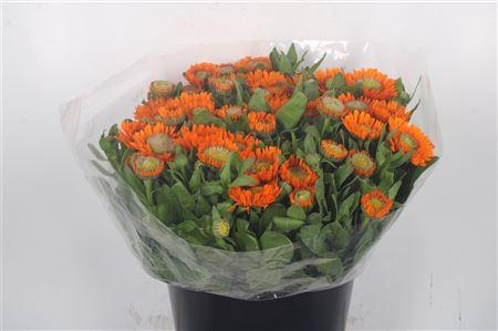 <h4>Calendula Oranje</h4>