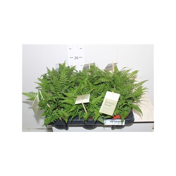 <h4>Polystichum Tsussime</h4>