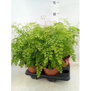 Adiantum raddi. 'Fragrans'