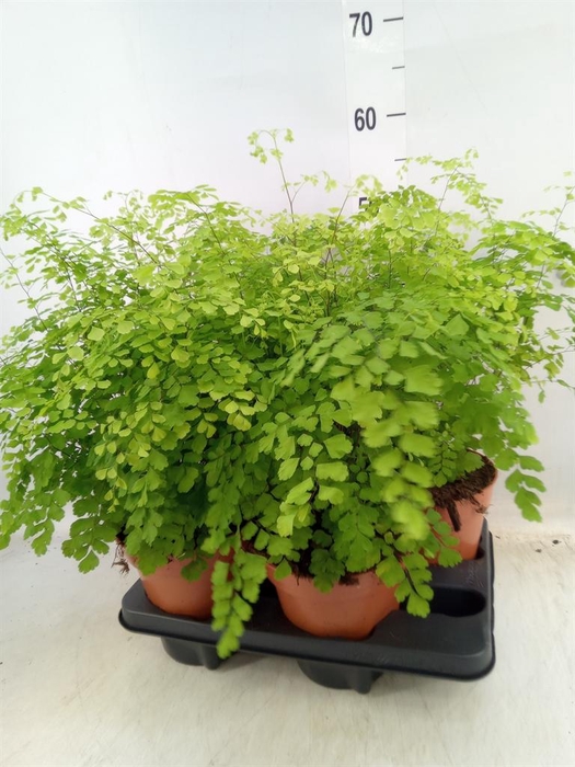 <h4>Adiantum raddi. 'Fragrans'</h4>