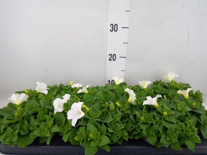 <h4>Petunia   ...</h4>