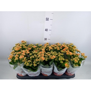Kalanchoe blos. 'RosDon Feliz'